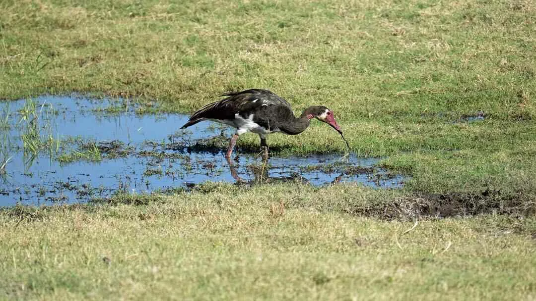 Spur winged Goose